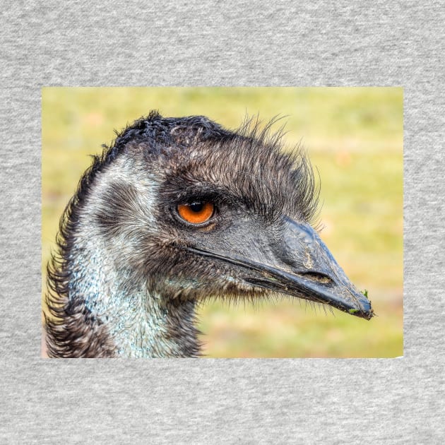 Emu close up by kathiemt